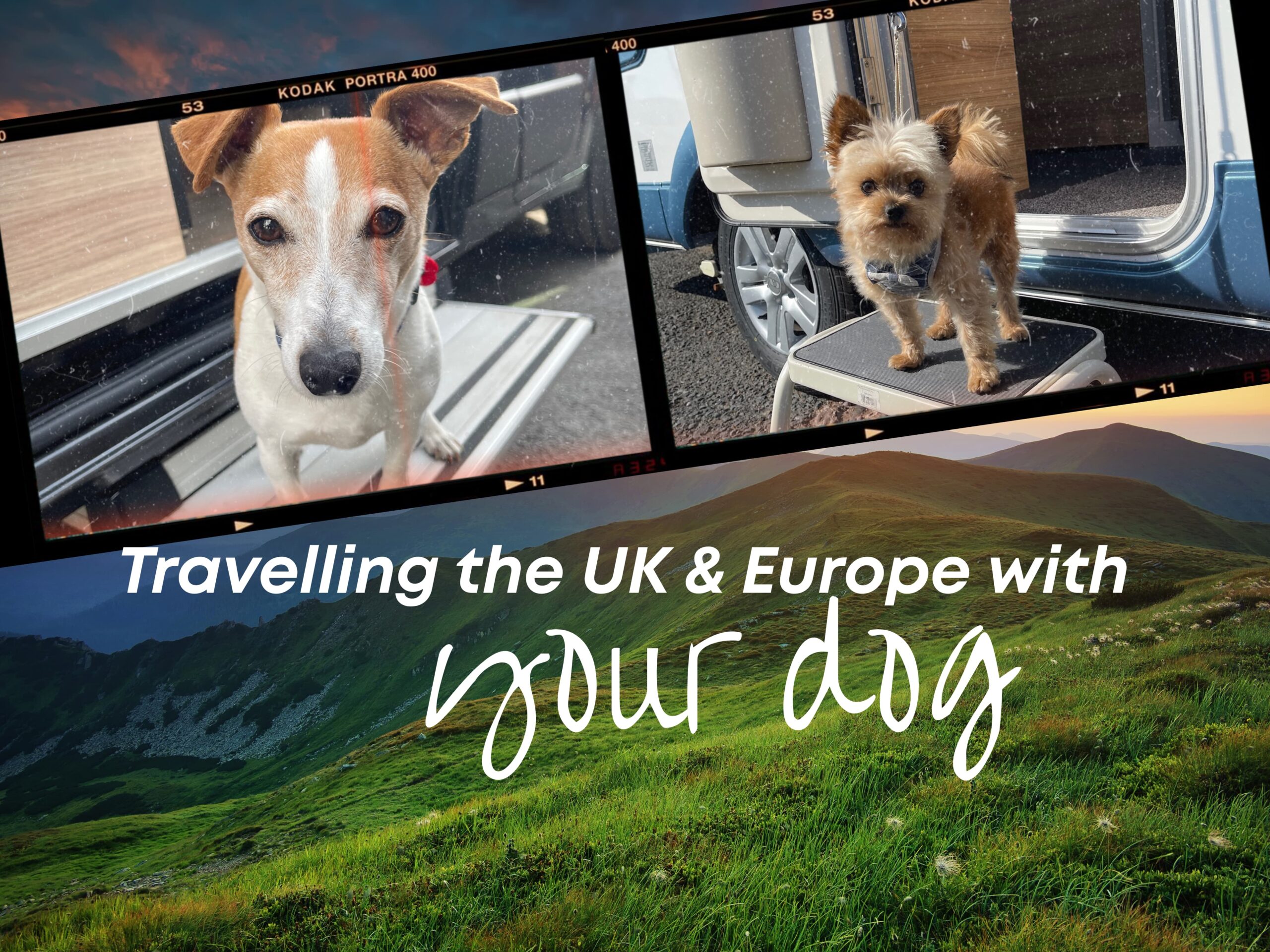 Travelling with Your Dog: Essentials for your UK & Europe Road Trips 🐶🚐