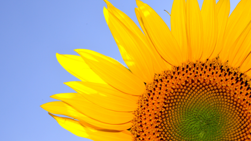 Sizzling Summer sale